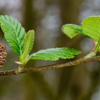 Red Alder